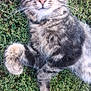 animal, cat, closeup, content, cute, daylight, fluffy, fur, grass, laying, mammal, nature, outdoor, peaceful, pet, relaxed, resting, sleepy, tabby, whiskers