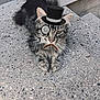 animal, cat, concrete, digital_overlay, ears, expression, funny, fur, gray, hat, house, monocle, mustache, outdoor, pet, resting, sidewalk, step, tabby, whiskers