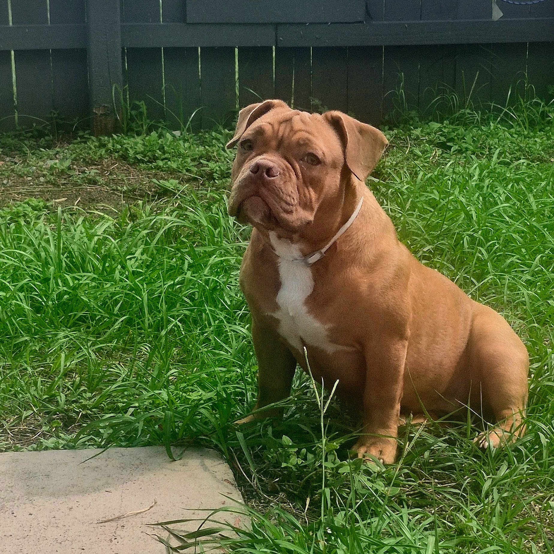 Dior is registered to the contest to win money with this photo: dog, brown_dog, outdoor, grass, greenery, pet, canine, fence, sitting, animal, nature, collar, backyard, serious, white_patch, mammal, fur, companion, cute, alert