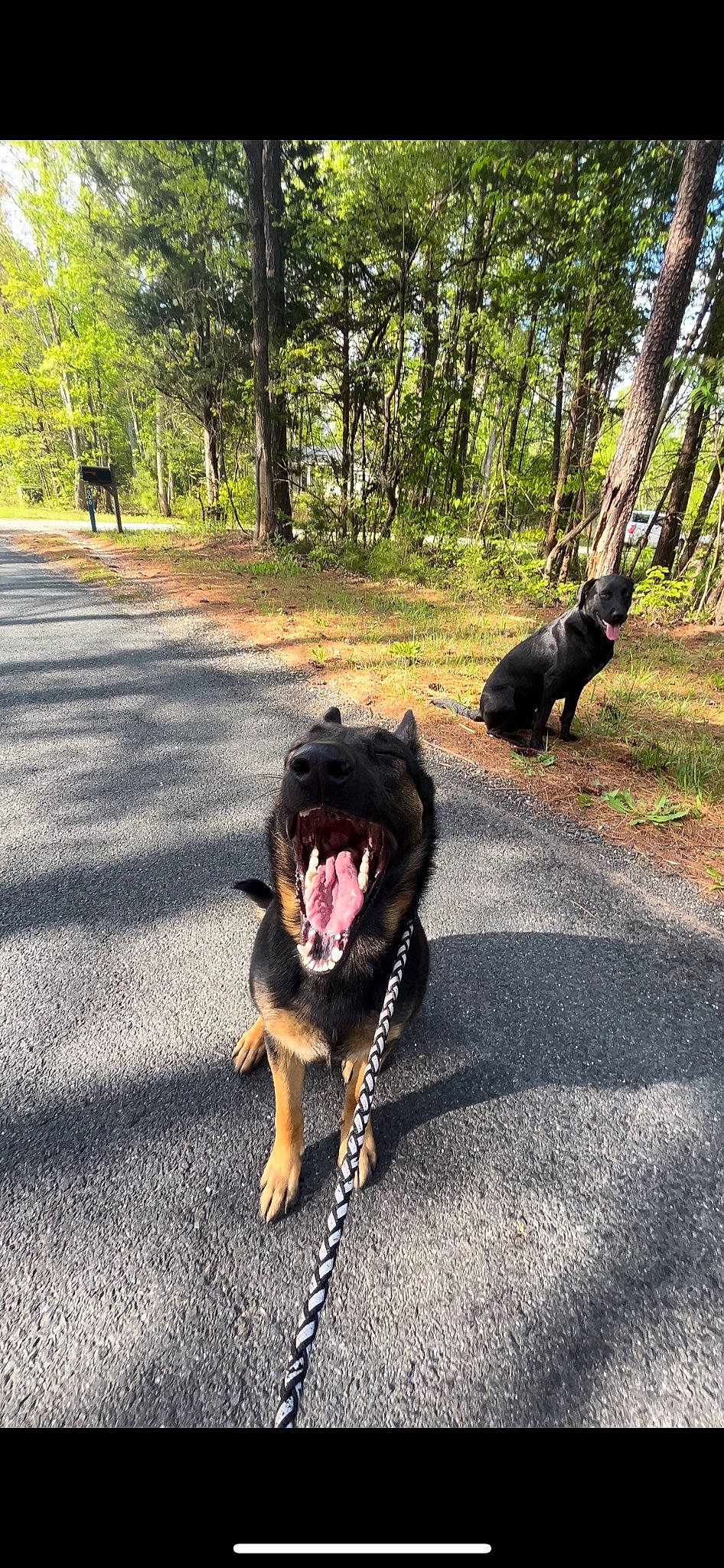 Trixie joined the competition — help win amazing prizes! asphalt, canidae, carnivore, companion_dog, dog, dog_breed, german_shepherd_dog, grass, herding_dog, leash, old_german_shepherd_dog, paw, plant, road_surface, roar, snout, sporting_group, tail, tree, working_animal