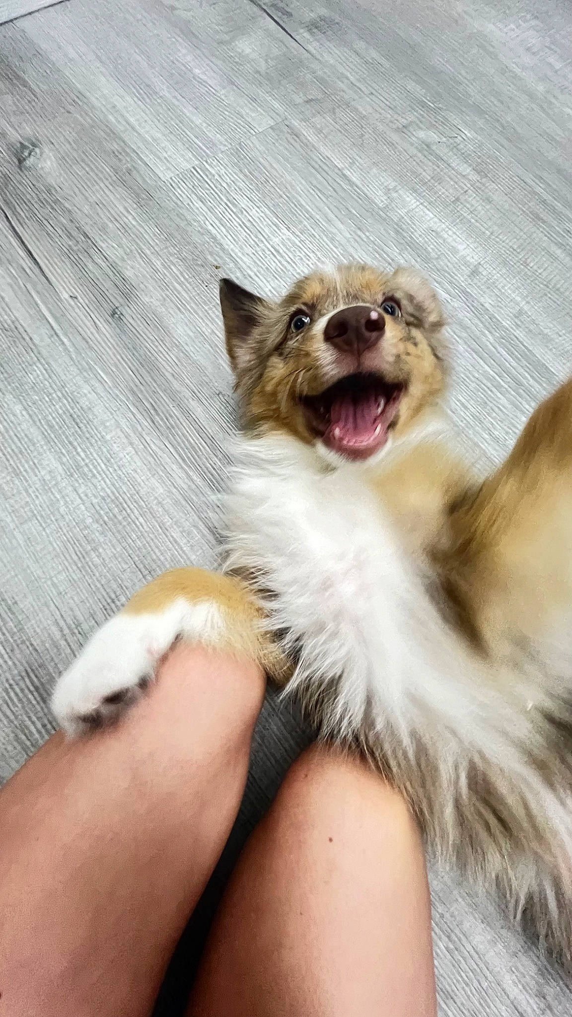 Cruiser is registered to the contest to win money with this photo: biting, canidae, carnivore, claw, collie, companion_dog, dog, dog_breed, fang, fawn, felidae, fur, paw, scotch_collie, snout, sporting_group, terrestrial_animal, whiskers, wildlife, yawn