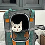 Fin a rejoint le concours — aidez-le/la à gagner de superbes lots ! cat, white_cat, pet_carrier, backpack, mesh_window, indoor, furniture, window, curious, wide_eyes, pet_accessory, fabric, zipper, straps, brown_leather, bed, home, domestic, animal, cute
