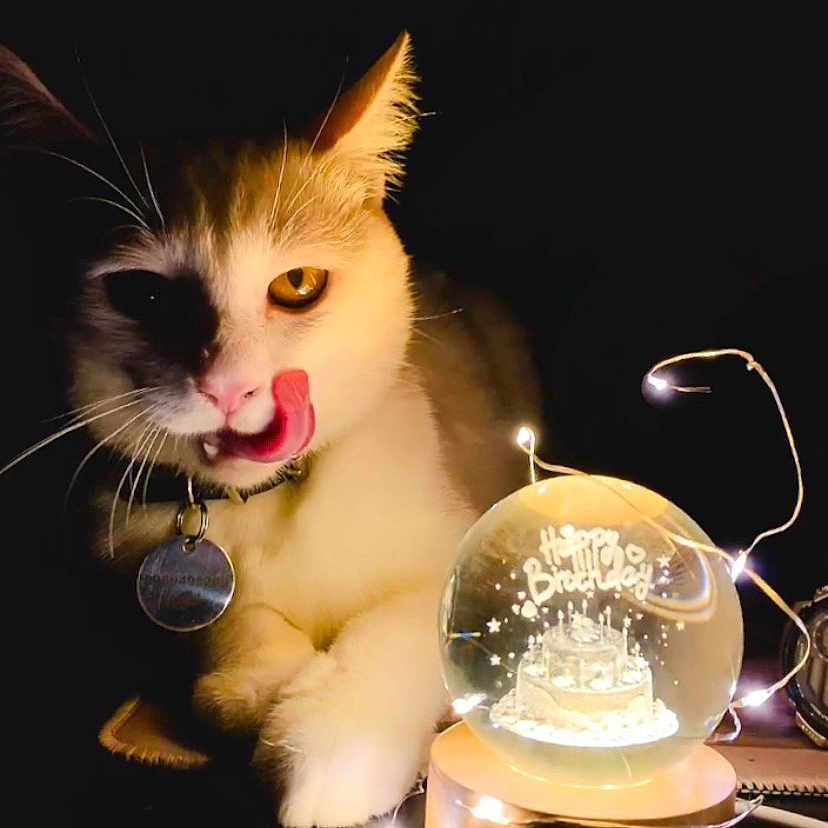 Fin participe au concours pour gagner de l'argent avec cette photo : animal, birthday, cat, celebration, close_up, collar, curious, cute, dark_background, fairy_lights, feline, glowing, lights, orange_eyes, pet, snow_globe, table, tag, tongue, whiskers