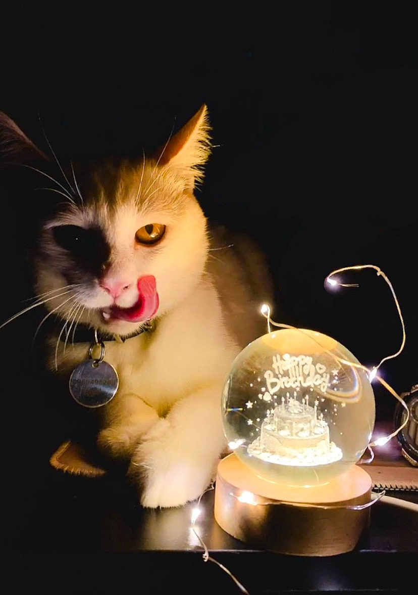 Fin participe au concours pour gagner de l'argent avec cette photo : cat, animal, pet, birthday, snow_globe, lights, fairy_lights, dark_background, whiskers, collar, tag, orange_eyes, cute, feline, celebration, glowing, table, close_up, tongue, curious