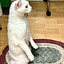 cat, white_cat, indoor, sitting, upright, rug, wooden_floor, pet, animal, fur, whiskers, ears, looking, side_view, domestic_cat, curious, feline, flooring, home, furniture