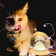 Fin joined the competition — help win amazing prizes! animal, birthday, cat, celebration, close_up, collar, curious, cute, dark_background, fairy_lights, feline, glowing, lights, orange_eyes, pet, snow_globe, table, tag, tongue, whiskers