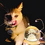 animal, birthday, cat, celebration, close_up, collar, curious, cute, dark_background, fairy_lights, feline, glowing, lights, orange_eyes, pet, snow_globe, table, tag, tongue, whiskers