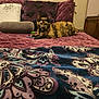 Nymeria joined the competition — help win amazing prizes! animal, blanket, brown, cat, couch, cozy, decor, feline, fur, furniture, home, indoor, patterned, pet, pillow, purple, quilted, relaxed, resting, tortoiseshell_cat