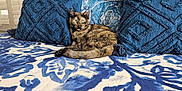 Nymeria joined the competition — help win amazing prizes! animal, bedspread, blue_pillows, cat, comfort, cozy, cushion, domestic_cat, feline, home, indoor, natural_light, patterned_fabric, pet, relaxed, resting, sleepy, texture, tortoiseshell_cat, window_shutters