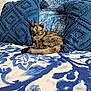 animal, bedspread, blue_pillows, cat, comfort, cozy, cushion, domestic_cat, feline, home, indoor, natural_light, patterned_fabric, pet, relaxed, resting, sleepy, texture, tortoiseshell_cat, window_shutters
