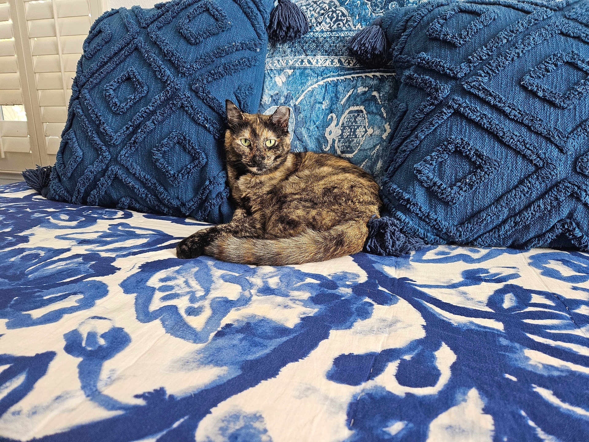 Nymeria
