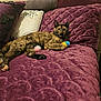 Nymeria joined the competition — help win amazing prizes! animal, cat, colorful_toy, comfort, cozy, curious, feline, fur, fuzzy_ball, home, indoor, living_room, pet, pillows, plush_couch, purple_couch, relaxed, resting, tortoiseshell_cat, toy
