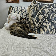 Nymeria joined the competition — help win amazing prizes! animal, bedspread, bunny, cat, couch, cozy, decor, feline, home_interior, indoor, patterned_pillow, pet, pillow, plush_toy, relaxed, resting, soft_toy, texture, tortoiseshell_cat, window