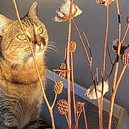 Ruby a rejoint le concours — aidez-le/la à gagner de superbes lots ! cat, tabby, animal, indoor, plant, cotton, dried, stems, curious, pet, feline, whiskers, closeup, face, sunlight, shadow, warm_light, texture, decor, background