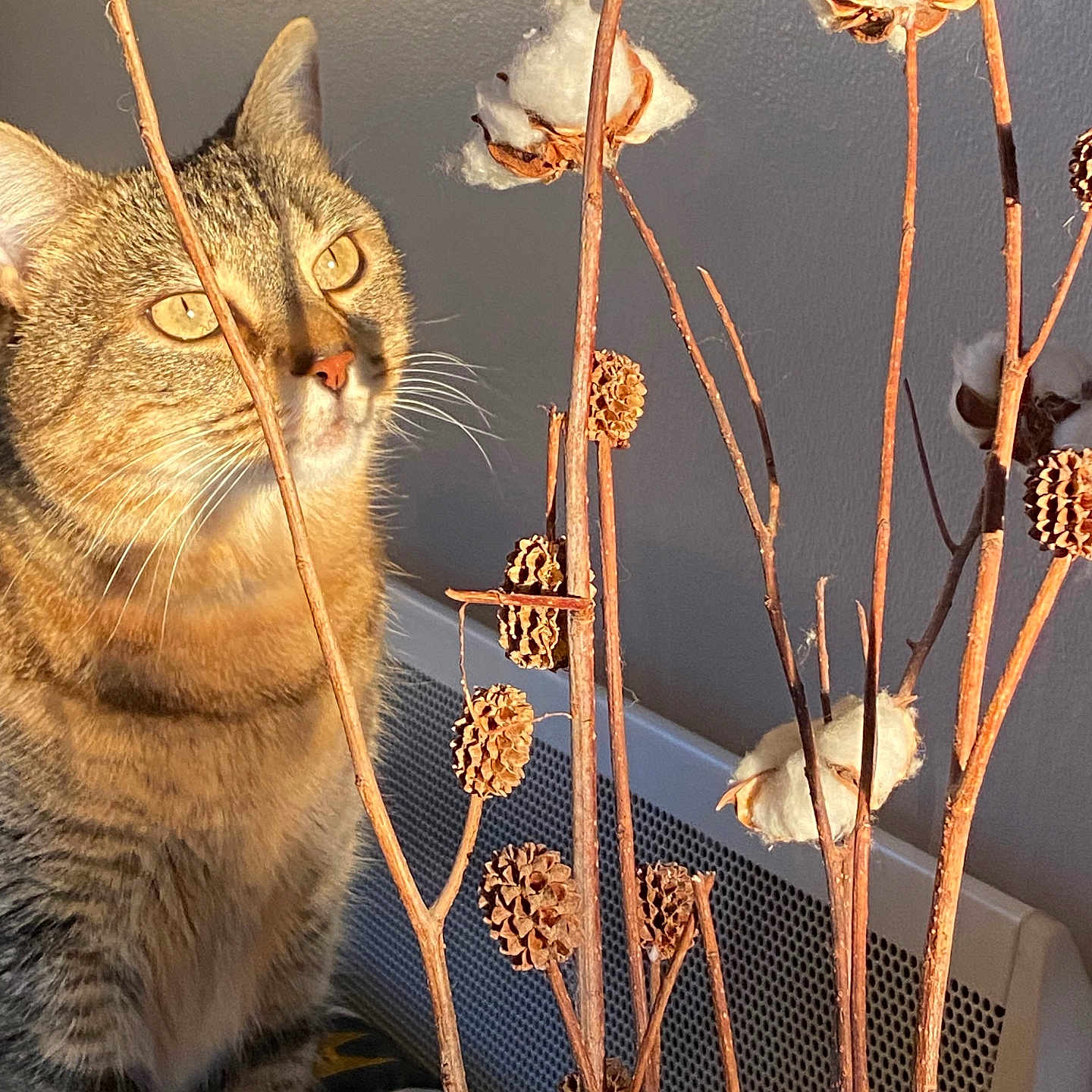 Ruby a rejoint le concours — aidez-le/la à gagner de superbes lots ! animal, background, cat, closeup, cotton, curious, decor, dried, face, feline, indoor, pet, plant, shadow, stems, sunlight, tabby, texture, warm_light, whiskers