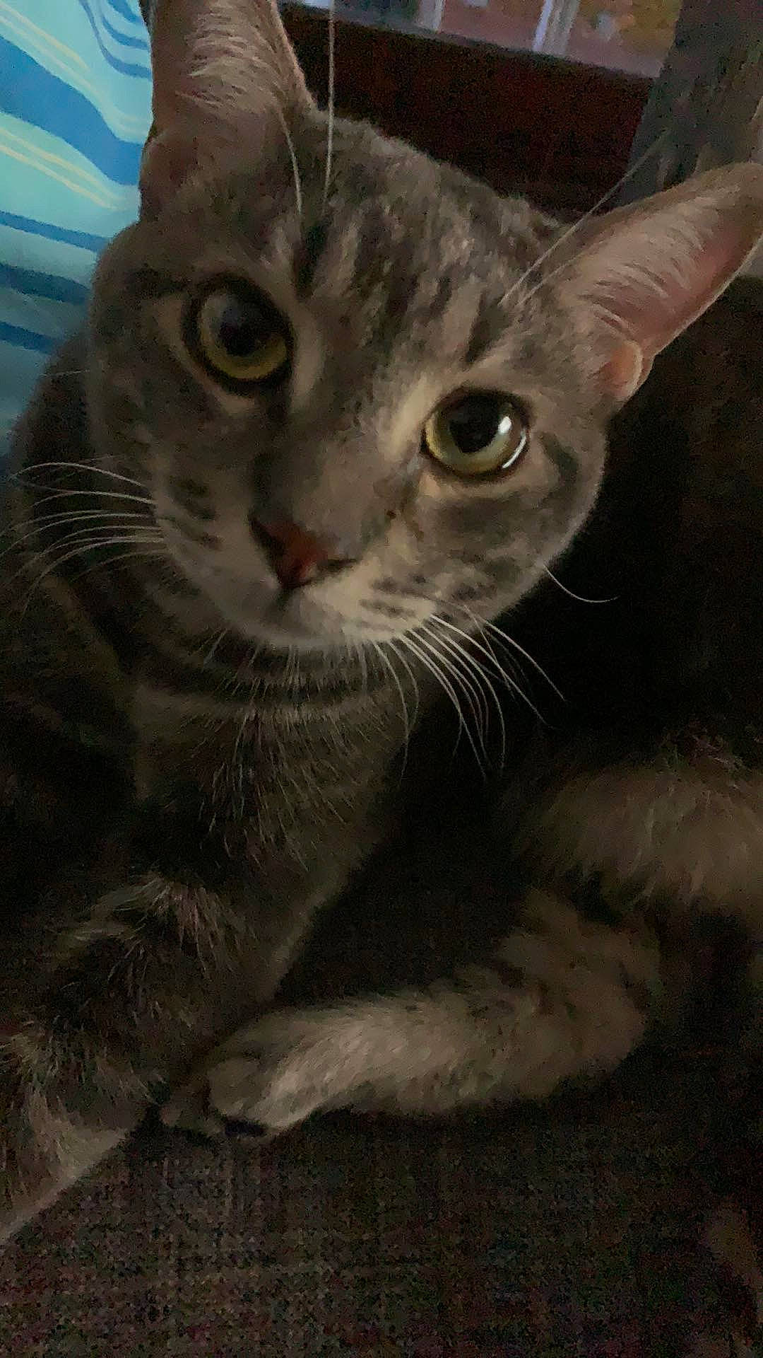 Mimi a rejoint le concours — aidez-le/la à gagner de superbes lots ! american_wirehair, arabian_mau, asian, australian_mist, carnivore, cat, domestic_short_haired_cat, european_shorthair, felidae, german_rex, mammal, oriental_longhair, oriental_shorthair, small_to_medium_sized_cats, snout, tabby_cat, vertebrate, whiskers