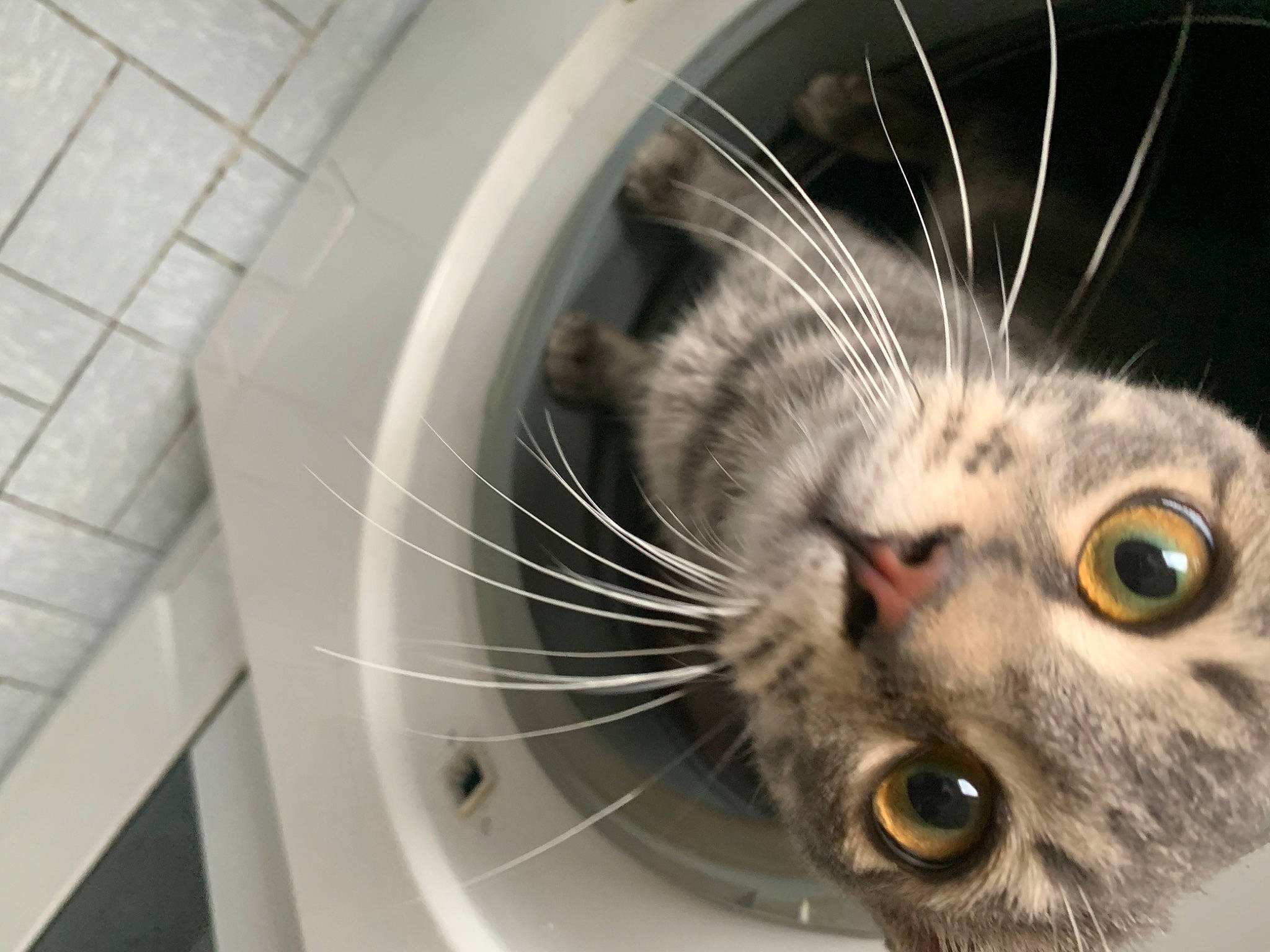 Mimi participe au concours pour gagner de l'argent avec cette photo : american_curl, american_shorthair, asian, carnivore, cat, close_up, domestic_short_haired_cat, dragon_li, european_shorthair, eye, felidae, fur, kitten, nose, ocicat, ojos_azules, small_to_medium_sized_cats, snout, tabby_cat, whiskers