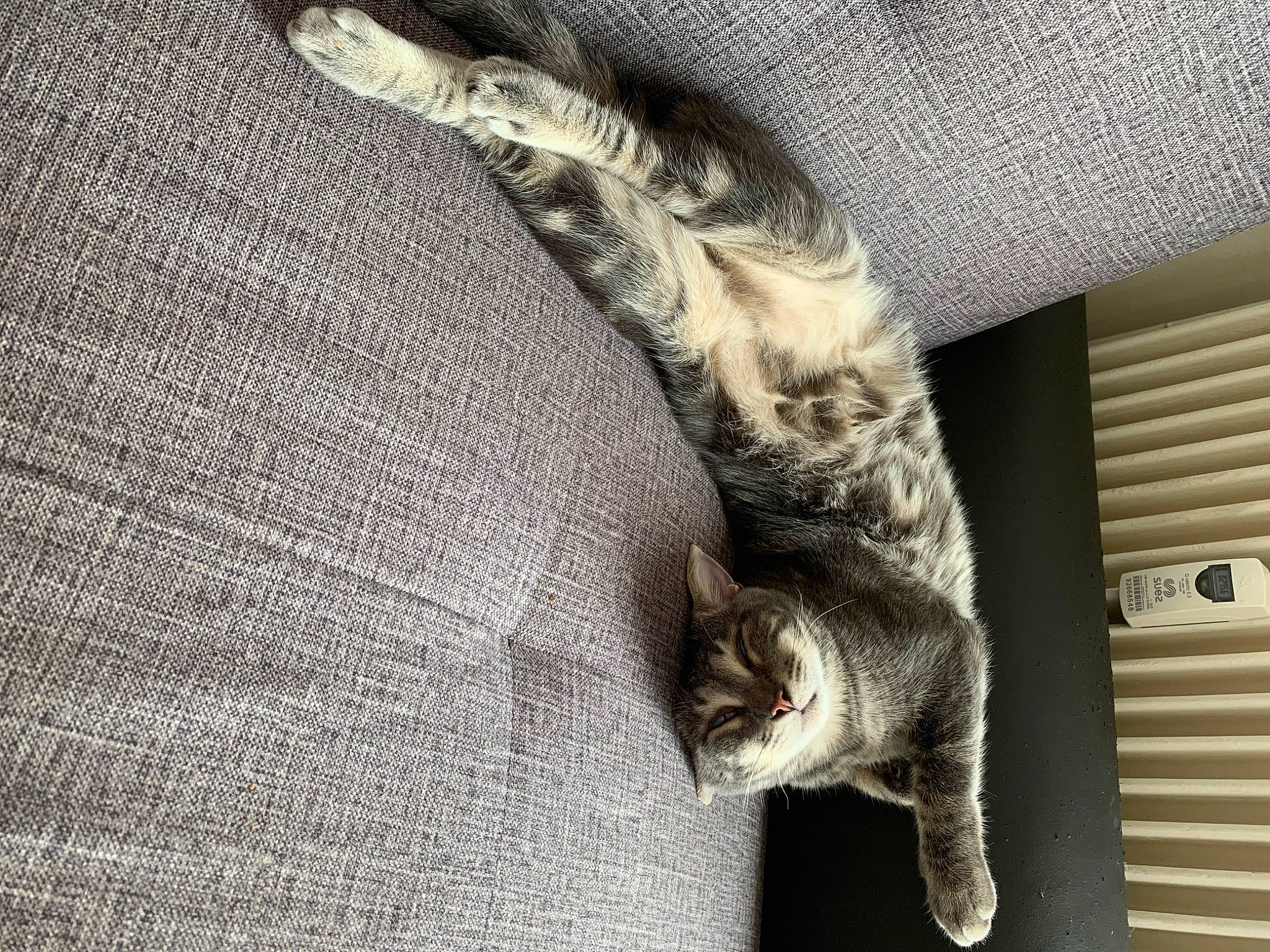 Mimi participe au concours pour gagner de l'argent avec cette photo : asian, carnivore, cat, domestic_short_haired_cat, dragon_li, ear, european_shorthair, felidae, fur, hand, kitten, nap, paw, polydactyl_cat, russian_blue, sleep, small_to_medium_sized_cats, tabby_cat, tail, whiskers