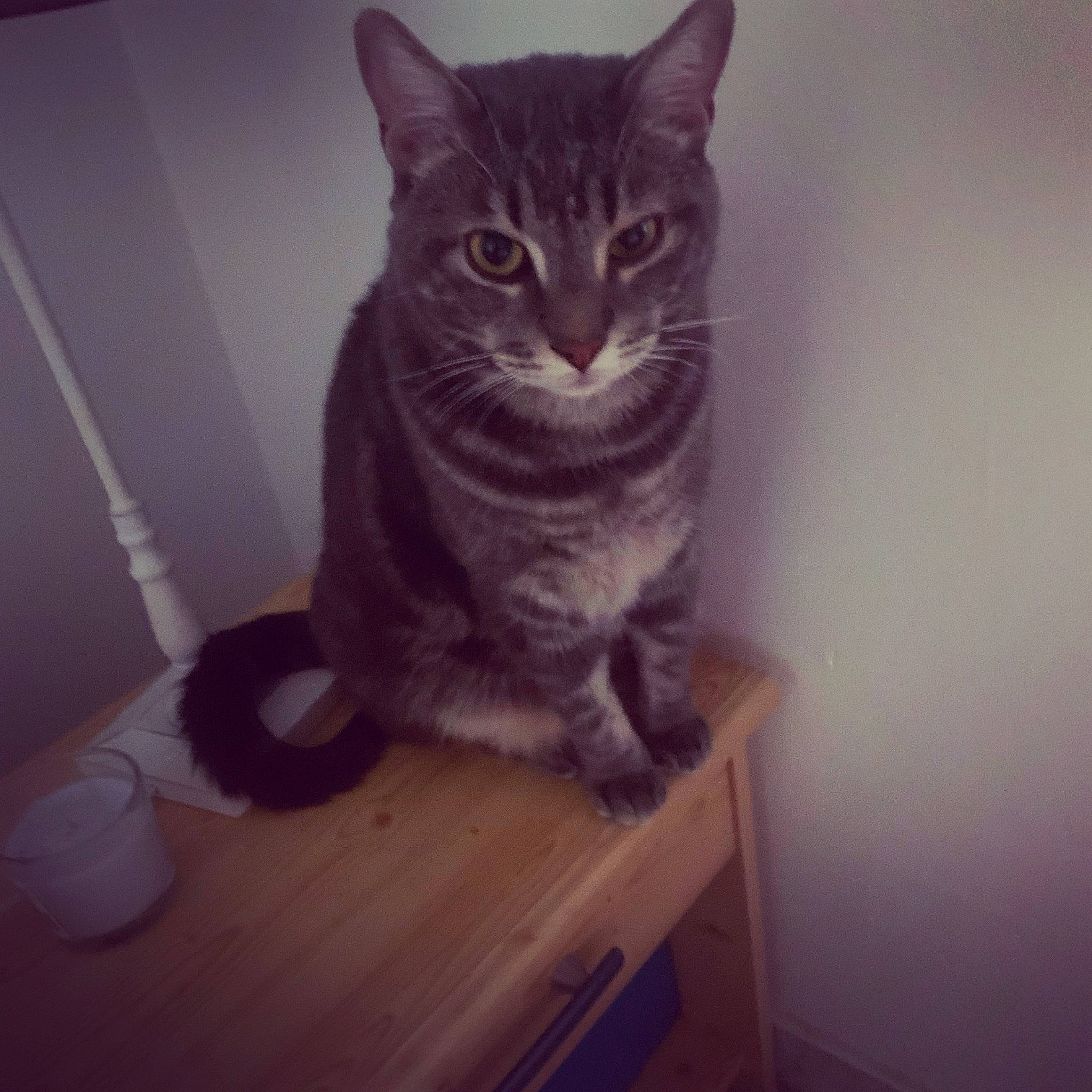 Mimi participe au concours pour gagner de l'argent avec cette photo : carnivore, cat, cat_supply, domestic_short_haired_cat, felidae, flooring, fur, hardwood, iris, paw, room, sitting, small_to_medium_sized_cats, snout, table, tail, whiskers, wood