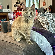 Clover is registered to the contest to win money with this photo: cat, feline, pet, indoor, sofa, couch, blanket, window, blind, backpack, living_room, furniture, domestic_animal, fur, paw, resting, cozy, home, animal, cute
