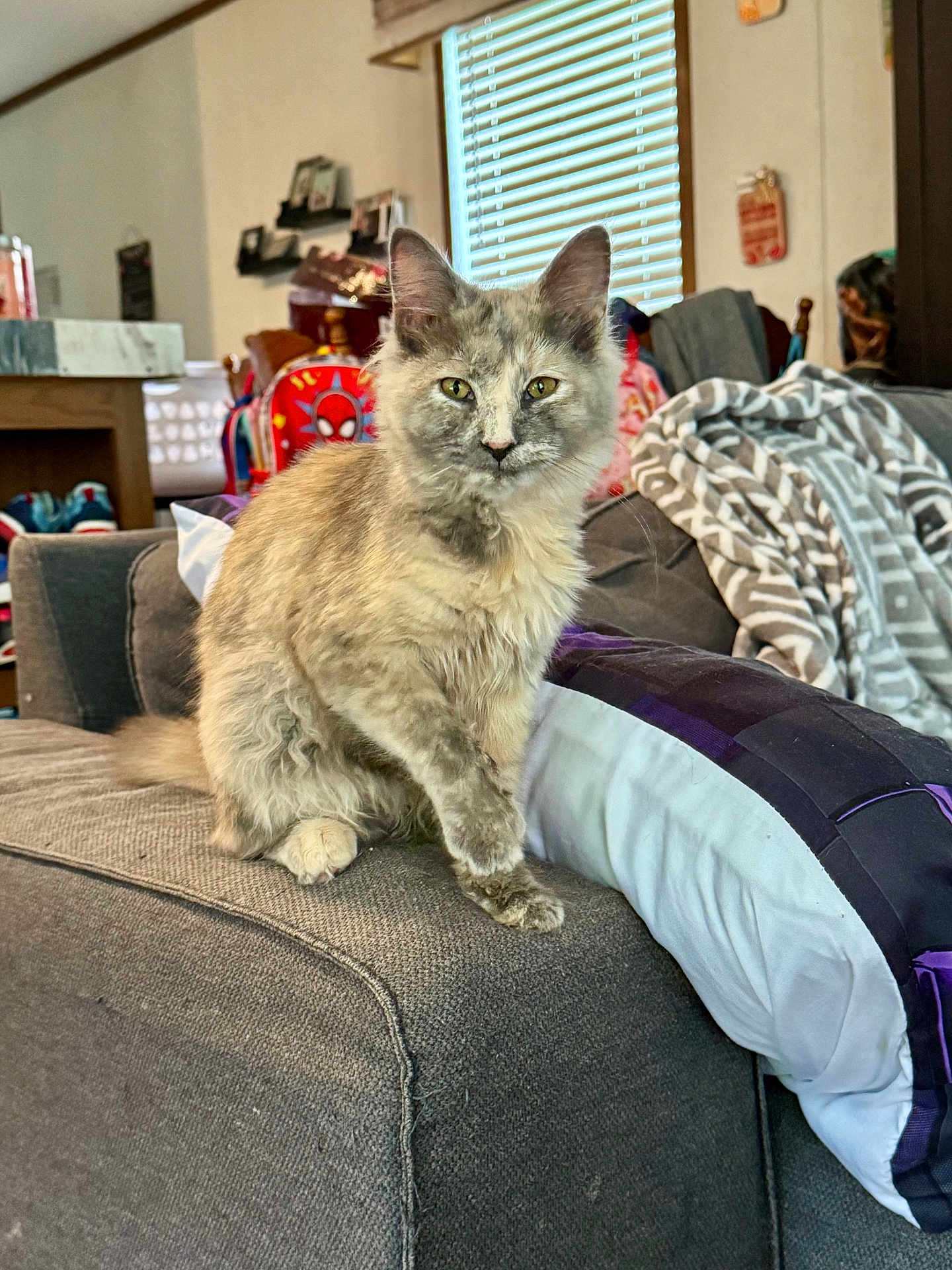 Clover is registered to the contest to win money with this photo: cat, feline, pet, indoor, sofa, couch, blanket, window, blind, backpack, living_room, furniture, domestic_animal, fur, paw, resting, cozy, home, animal, cute