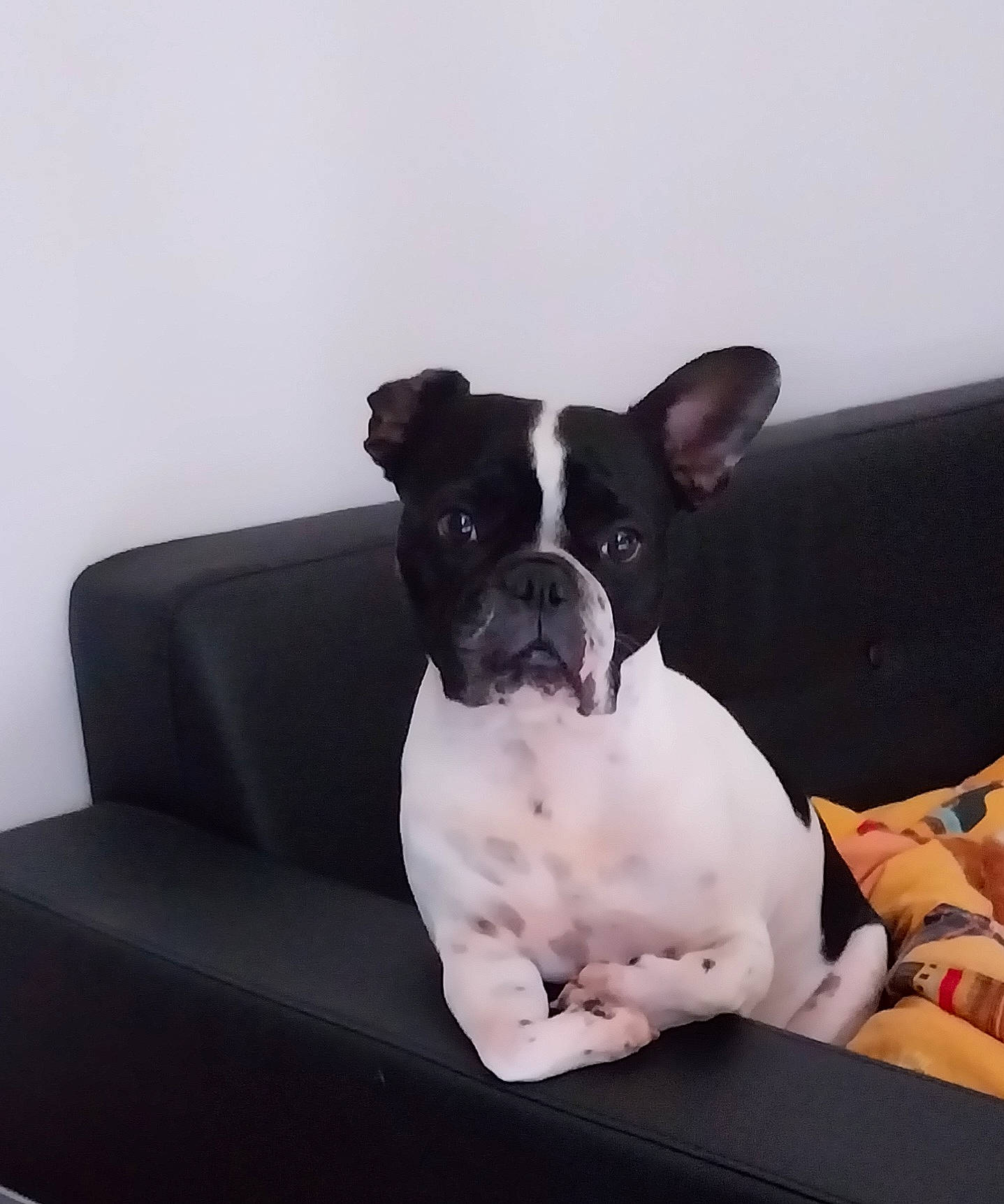 Opaline participe au concours pour gagner de l'argent avec cette photo : bored, boston_terrier, bulldog, carnivore, collar, comfort, companion_dog, couch, dog, dog_breed, dog_collar, ear, fawn, molosser, sitting, snout, sporting_group, toy_dog, whiskers, working_animal