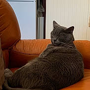Lily participe au concours pour gagner de l'argent avec cette photo : cat, gray_cat, feline, pet, animal, indoor, couch, leather_couch, orange_couch, relaxing, sleeping, cozy, home, furniture, domestic, whiskers, tail, ears, closed_eyes, resting