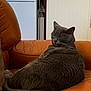 cat, gray_cat, feline, pet, animal, indoor, couch, leather_couch, orange_couch, relaxing, sleeping, cozy, home, furniture, domestic, whiskers, tail, ears, closed_eyes, resting