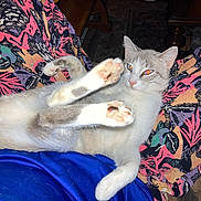 Squish joined the competition — help win amazing prizes! animal, casual, cat, closeup, colorful_clothing, cozy, eyes, fabric, feline, flash, home, indoor, lying_down, orange_eyes, pattern, paws, person, pet, relaxed, stretching