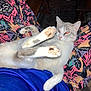 animal, casual, cat, closeup, colorful_clothing, cozy, eyes, fabric, feline, flash, home, indoor, lying_down, orange_eyes, pattern, paws, person, pet, relaxed, stretching
