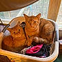 cat, clothes, companion, cozy, curious, cute, domestic_cat, feline, fur, home, household, indoor, laundry_basket, orange_cat, pets, resting, snuggling, two_animals, warm_light, window
