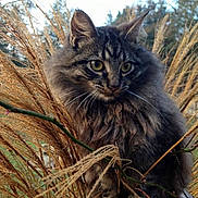 Squeakers is registered to the contest to win money with this photo: animal, autumn, brown, cat, cute, ears, eyes, feline, fluffy, grass, green, nature, outdoor, pet, plants, portrait, sitting, tabby, whiskers, wild