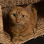 Titters joined the competition — help win amazing prizes! basket, cat, closeup, cozy, feline, fur, ginger_cat, green_eyes, home_decor, indoor, loaf_position, looking_at_camera, orange_tabby, paws, pet, portrait, relaxation, whiskers, wicker, woven_basket
