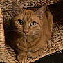 basket, cat, closeup, cozy, feline, fur, ginger_cat, green_eyes, home_decor, indoor, loaf_position, looking_at_camera, orange_tabby, paws, pet, portrait, relaxation, whiskers, wicker, woven_basket