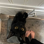 Ozzy joined the competition — help win amazing prizes! black_cat, cat, yellow_eyes, cabinet, handle, floor_mat, barefoot, person, tile_floor, indoor, curious_cat, pet, animal, paws, claws, cabinet_knob, home, playful, looking_up, close_up