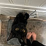 black_cat, cat, yellow_eyes, cabinet, handle, floor_mat, barefoot, person, tile_floor, indoor, curious_cat, pet, animal, paws, claws, cabinet_knob, home, playful, looking_up, close_up