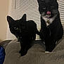 Ozzy joined the competition — help win amazing prizes! cat, black_cat, pet, indoor, window_blinds, collar, feline, cute, animal, domestic_animal, whiskers, tongue_out, couch, furniture, curious, playful, two_animals, companions, house_pet, cozy