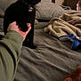 black_cat, cat, pet, hand, couch, blanket, gaming_controller, indoor, cozy, furniture, curtains, box, collar, paw, person, living_room, soft_fabric, relaxation, domestic, animal