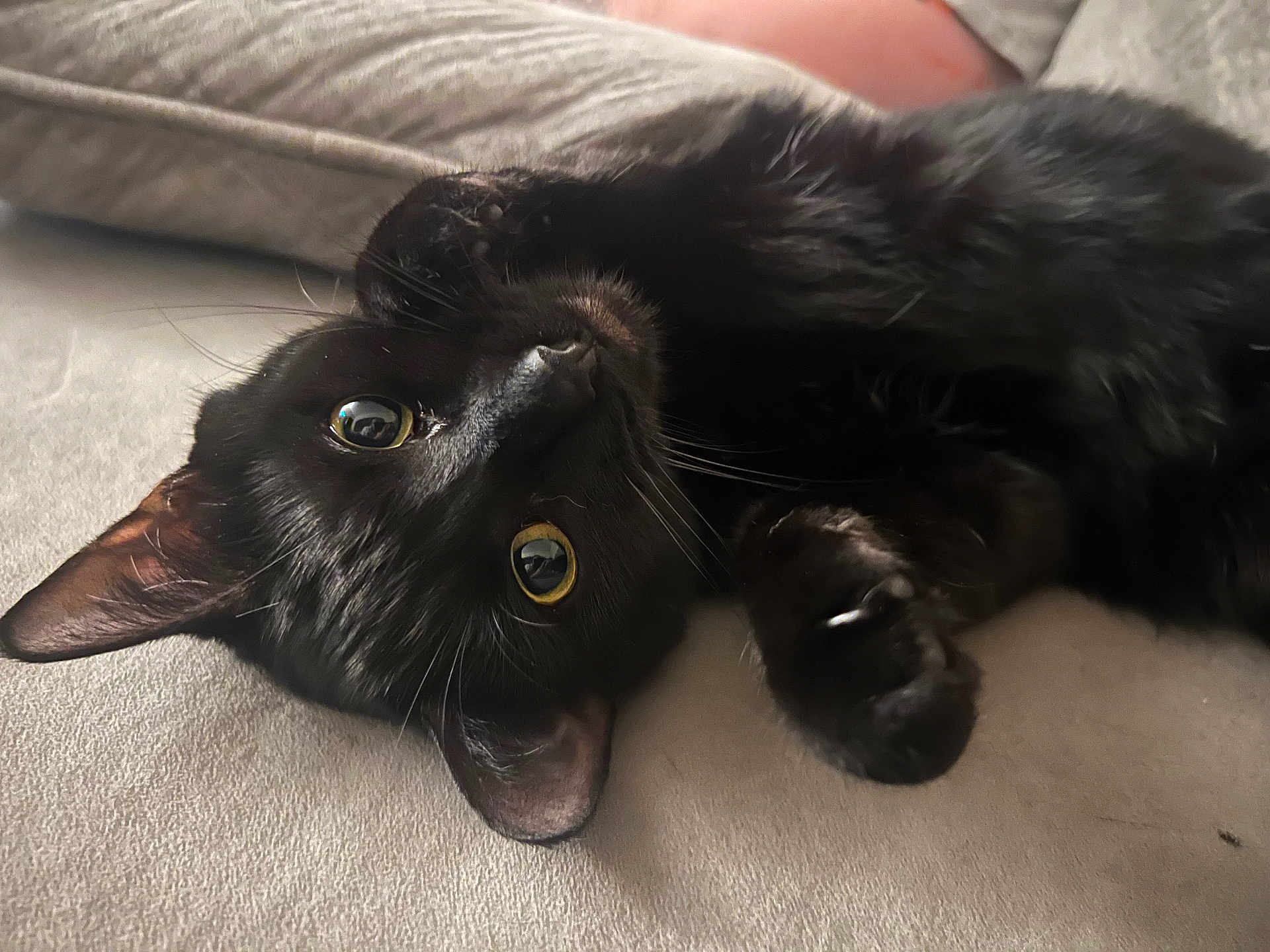 Ozzy is registered to the contest to win money with this photo: black_cat, cat, pet, animal, feline, lying_down, paws, whiskers, close_up, cute, indoor, curious, playful, soft_surface, relaxed, ears, eyes, fur, resting, adorable