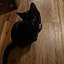 Ozzy joined the competition — help win amazing prizes! black_cat, cat, pet, animal, indoor, wooden_floor, collar, bell, curious, looking_up, sitting, feline, whiskers, ears, tail, domestic_animal, fur, flooring, home, cute
