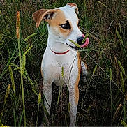 Lili a rejoint le concours — aidez-le/la à gagner de superbes lots ! dog, animal, pet, grass, outdoor, nature, canine, tongue, field, wild, fur, collar, muzzle, ears, snout, sitting, greenery, summer, playful, cute