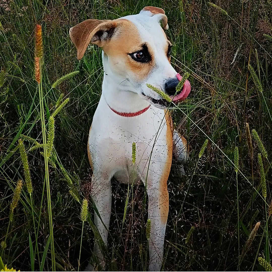 Lili