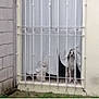 cat, dog, window, curtain, metal_grille, pet, animal, indoor, looking_out, white, fence, house, grass, wall, guarding, curious, waiting, companion, friendship, domestic