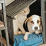 Lili participe au concours pour gagner de l'argent avec cette photo : cat, dog, pet_house, blanket, wooden_slats, metal_frame, indoor, animal, looking, curious, resting, floor, companions, furniture, cozy, brown, white, blue, closeup, quiet