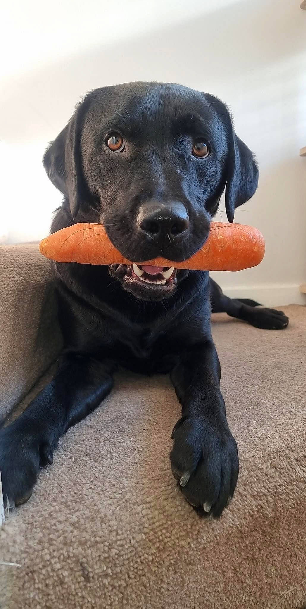 Brody is registered to the contest to win money with this photo: borador, canidae, carnivore, collar, companion_dog, dog, dog_breed, dog_collar, fur, gun_dog, hunting_dog, liver, pointing_breed, snout, sporting_group, whiskers, working_animal, working_dog