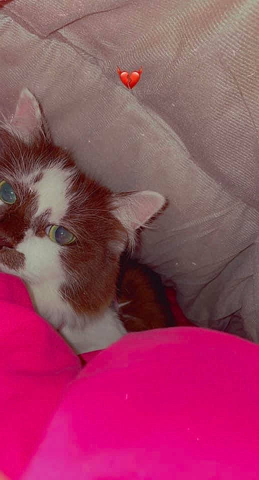 Kookie is registered to the contest to win money with this photo: art, carmine, carnivore, cat, claw, comfort, domestic_short_haired_cat, fawn, felidae, fur, linens, magenta, paw, peach, pink, room, small_to_medium_sized_cats, snout, tail, whiskers