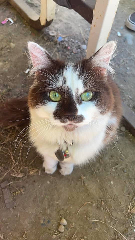 Kookie joined the competition — help win amazing prizes! carnivore, cat, domestic_short_haired_cat, eye, fawn, felidae, foot, fur, grass, iris, paw, plant, small_to_medium_sized_cats, snout, tail, tire, tree, wheel, whiskers, window