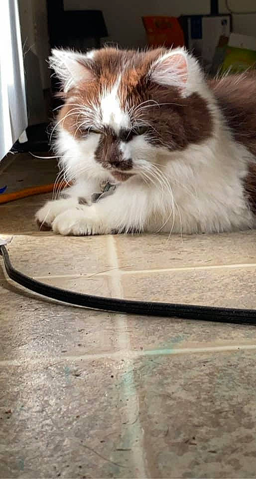 Kookie is registered to the contest to win money with this photo: carnivore, cat, claw, companion_dog, domestic_short_haired_cat, fawn, felidae, floor, flooring, fur, hardwood, mammal, paw, plant, small_to_medium_sized_cats, snout, tail, terrestrial_animal, whiskers, wood