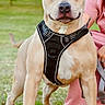 animal, brown_dog, canine, dog, ears, grass, greenery, harness, human, leash, muzzle, nature, outdoor, paw, person, pet, pink_clothing, portrait, standing, summer