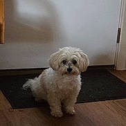 Flelica joined the competition — help win amazing prizes! dog, small_dog, fluffy, white_dog, indoor, mat, door, wood_floor, pet, animal, curious, waiting, companion, cute, domestic, household, flooring, shadow, light, quiet